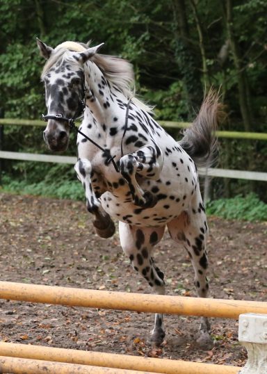 Ganz untypisch für ein Barockpferd: Waheeda liebt es zu springen