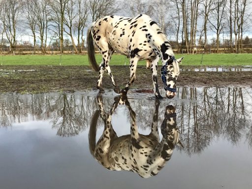 Mein absoluter Traum : ein zweiter Knabstrupper