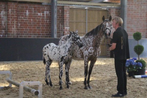 Waheeda auf der Fohlenschau